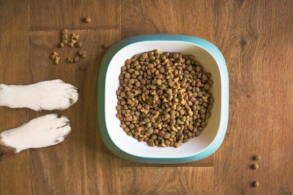 A Guide to Dog Food and Natural Dog Food: What You Need to Know